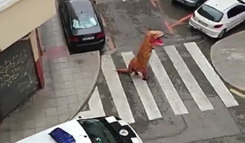 Policja złapała mężczyznę w kostiumie T-Rexa podczas kwarantanny w Hiszpanii!