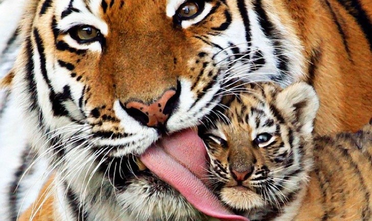 20 zdjęć uroczych zwierząt, które pokazują, co to znaczy być matką!