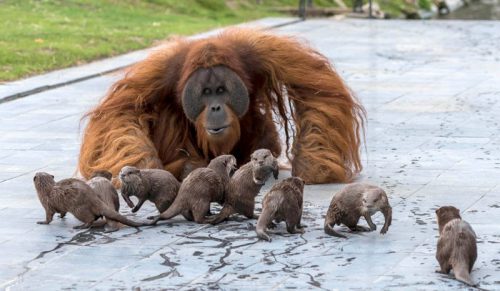 Orangutany zaprzyjaźniły się z wydrami, tworząc „wyjątkową więź”!