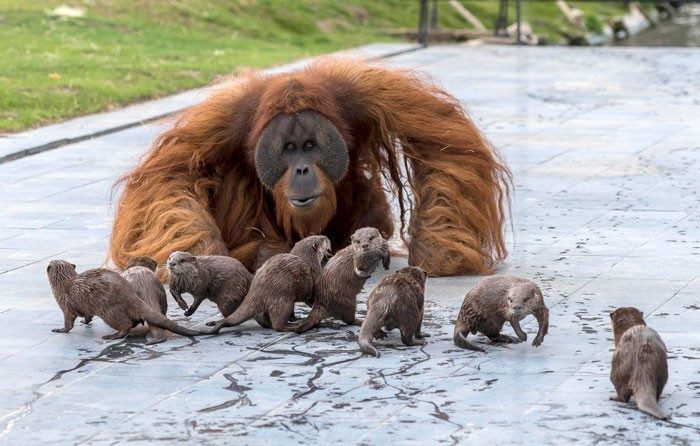 Orangutany zaprzyjaźniły się z wydrami, tworząc „wyjątkową więź”!