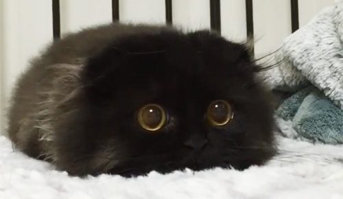 Zdjęcia, które udowodnią ci, że czarne koty nie mają nic wspólnego z nieszczęściem!