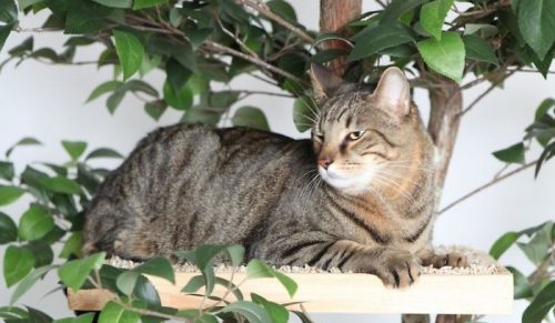 Wieże dla kotów, które wyglądają jak prawdziwe drzewa, które pełnią jedną bardzo ważną funkcję!