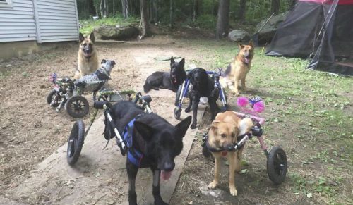 Kobieta adoptowała 6 psów o specjalnych potrzebach, które teraz żyją pełnią życia!
