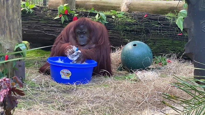 Sanktuarium uchwyciło niesamowitą chwilę – 34-letni orangutan nauczył się myć ręce!