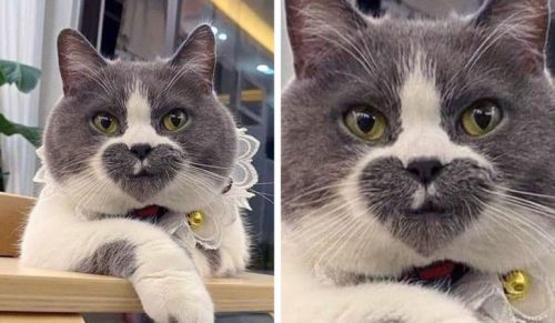 21 kotów, które sprawiły, że zastanawialiśmy się, czy natura ożywiła Photoshopa do ich stworzenia!