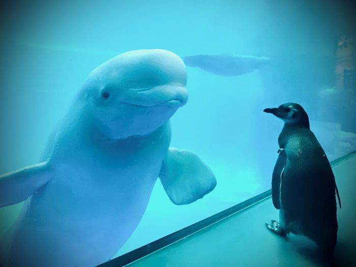 Niesamowite zdjęcia przedstawiające spotkanie pingwinów z Białuchami arktycznymi w akwarium!