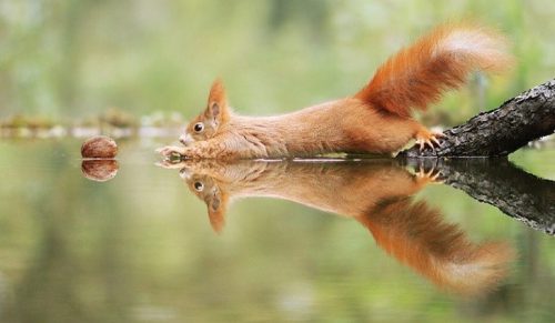 Austriacki fotograf uchwycił niesamowite chwile z życia dzikich zwierząt!