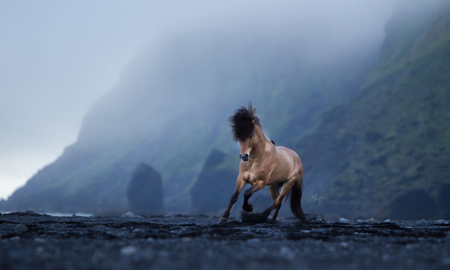 Oto zapierające dech w piersiach zdjęcia koni na tle islandzkich krajobrazów!