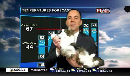Mężczyzna prowadzący prognozę pogody stał się sławny, po tym, gdy jego kot dołączył do transmisji!