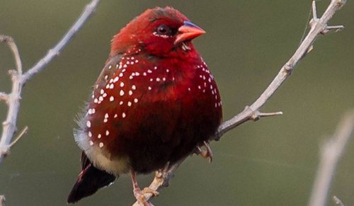 30 zdjęć przepięknych ptaków, które wyglądają jak latające truskawki!