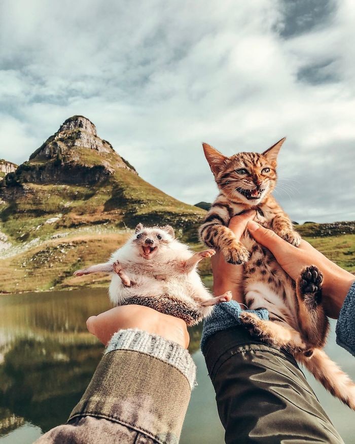 20 uroczych zdjęć z podróży jeżyka i kota bengalskiego!