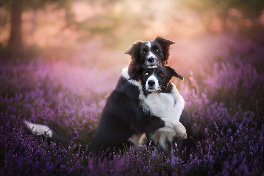 Fotografka na swoich zdjęciach uwiecznia radosne momenty z życia psów z całego świata!