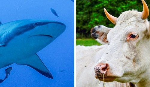 15 faktów na temat zwierząt, których nawet zoologowie nie znają!
