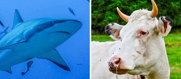 15 faktów na temat zwierząt, których nawet zoologowie nie znają!