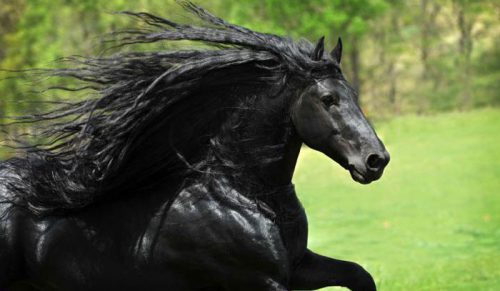 Poznaj Fryderyka Wielkiego, uważanego przez wielu za najprzystojniejszego konia na świecie!