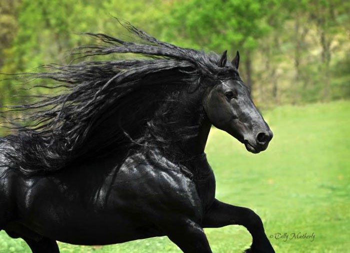Poznaj Fryderyka Wielkiego, uważanego przez wielu za najprzystojniejszego konia na świecie!