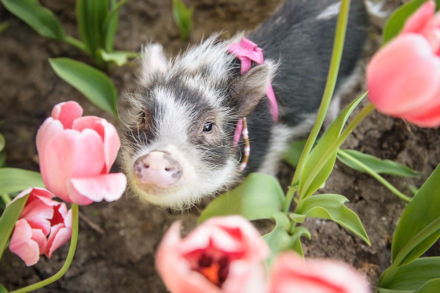 Słodkie zdjęcia świnki pozującej w różowych tulipanach!