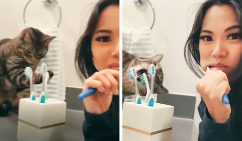 Ten kot nauczył się myć zęby!