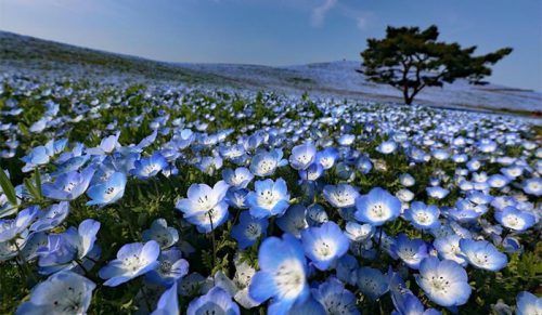 Ponad 5 milionów niebieskich kwiatów rozkwitło w japońskim parku, odsłaniając magiczny widok!