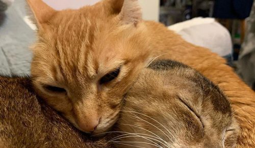 Kot bez uszu znalazł kochający dom oraz najlepszego przyjaciela!