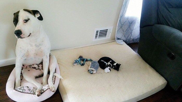 Oto 20 zdjęć kotów, które ukradły posłania psów!