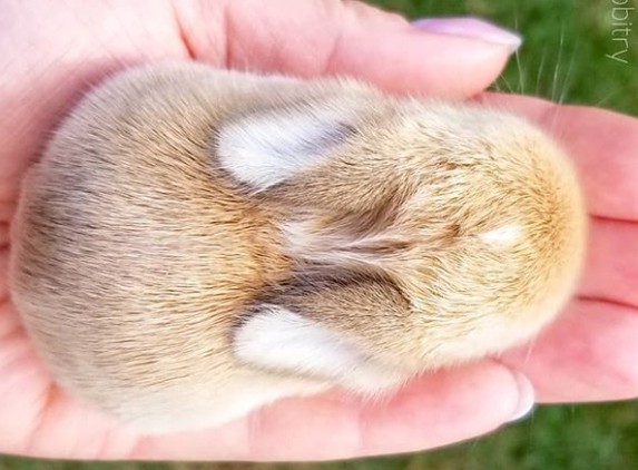 Oto 20 zdjęć uroczych króliczków, które poprawią Twój dzień!