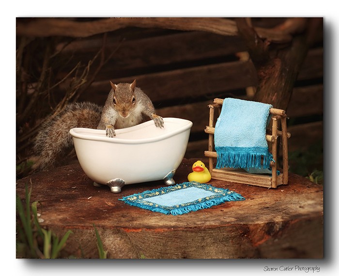 Oto 11 uroczych zdjęć wiewiórki z jej własnym łóżeczkiem i wanną!