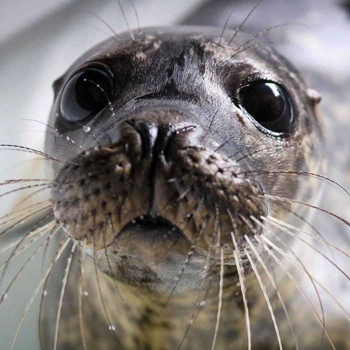 20 słodkich zdjęć fok, które są w zasadzie morskimi szczeniaczkami!