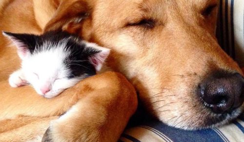 Oto 30 zdjęć, które pokazują cudowną miłość psa do każdego kotka w tym schronisku!
