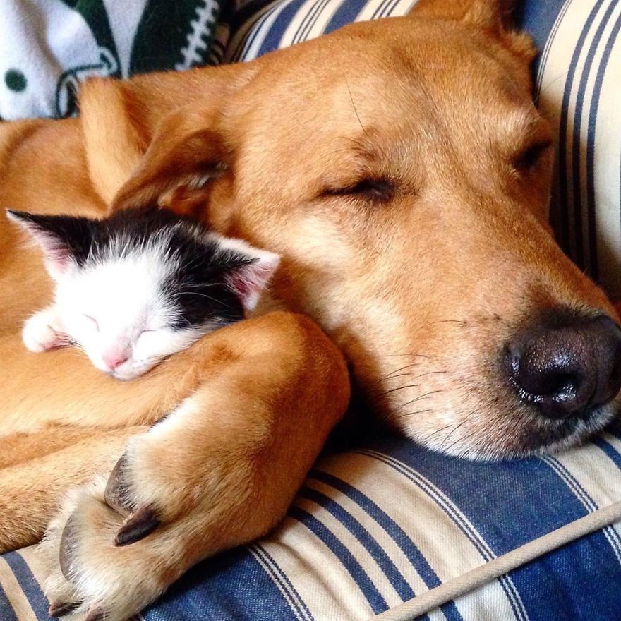 Oto 30 zdjęć, które pokazują cudowną miłość psa do każdego kotka w tym schronisku!