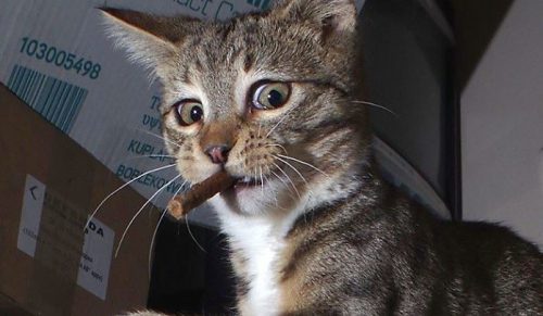 20 najzabawniejszych zdjęć kotka, które poprawią Ci humor!