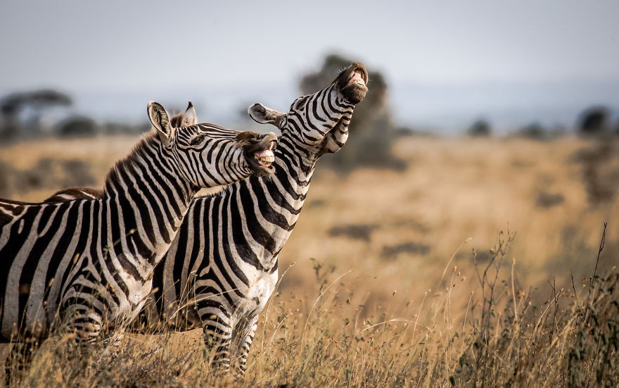 Oto 12 najlepszych zgłoszeń w konkursie Wildlife Photography Awards 2020!