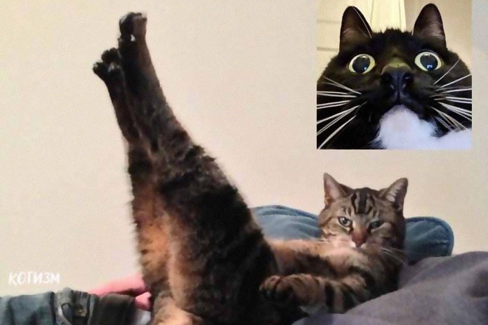Oto najśmieszniejsze zdjęcia z „wideorozmów kotów”!