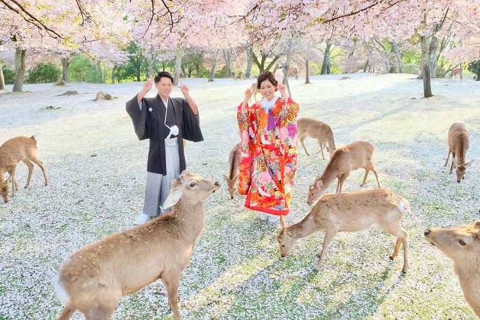 Oto przepiękne ujęcie jeleni odpoczywających w pustym parku w Japonii!