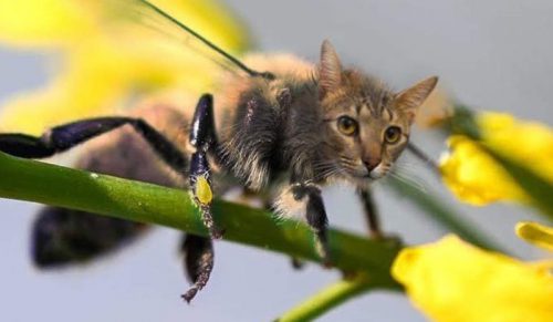 17 zdjęć pokazujących, jak wyglądałyby koty, gdyby były pszczołami!