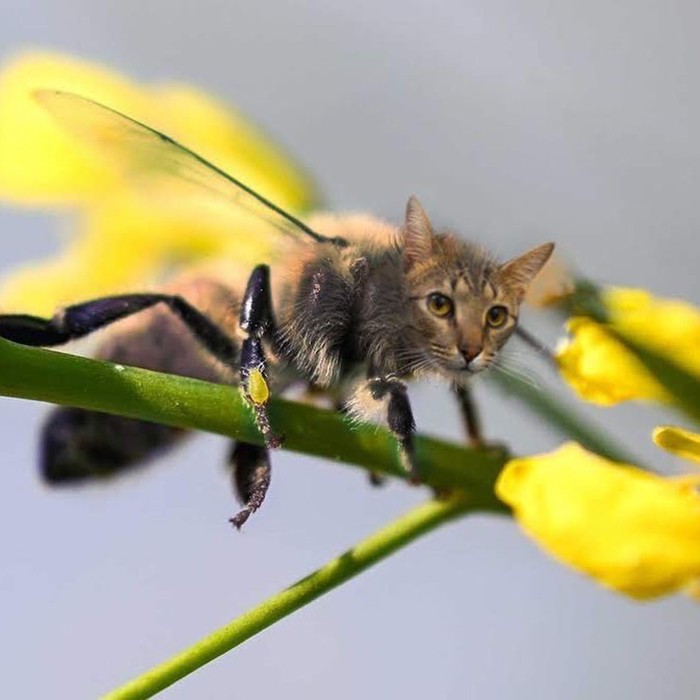 17 zdjęć pokazujących, jak wyglądałyby koty, gdyby były pszczołami!