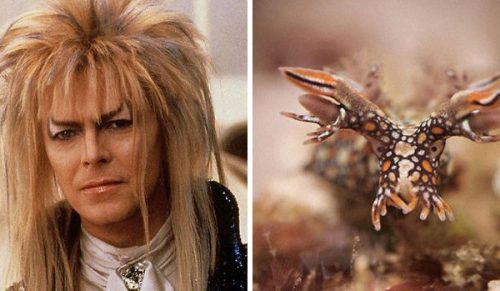 Oto 20 zdjęć, które udowadniają, że David Bowie dobierał ubrania wzorując się na wyglądzie ślimaków morskich!