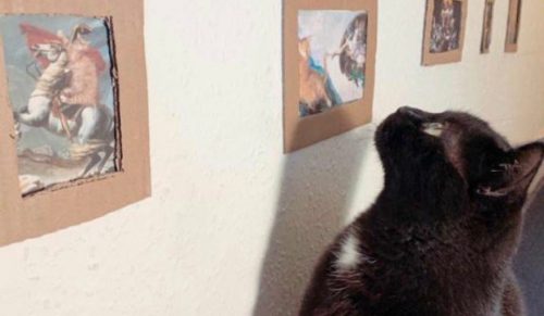 Właściciele zrobili galerię sztuki dla swojego kota!