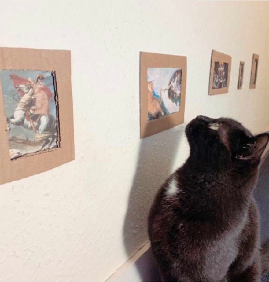 Właściciele zrobili galerię sztuki dla swojego kota!