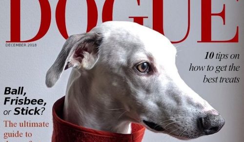 Ludzie stworzyli okładki „Vogue” w specjalnej edycji z psami!