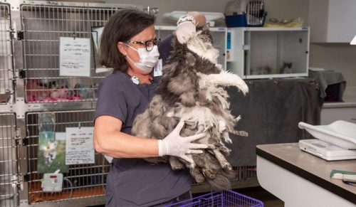 Arizona Humane Society usunęło 1 kilogram splątanego futra z tej kotki!