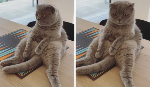 Oto 20 zdjęć kotów, które siedzą w dziwacznej pozycji!