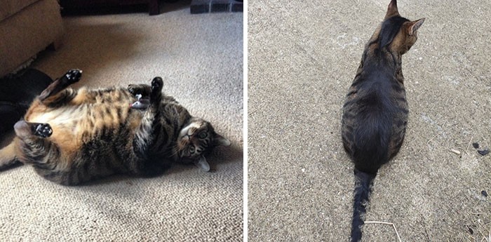 20 kotów, które miały dużą nadwagę, a teraz udało im się wrócić do prawidłowej wagi!