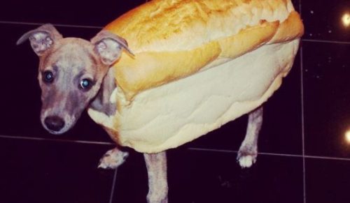 Oto 20 najzabawniejszych zdjęć zwierząt w chlebie!