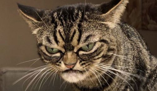 Oto następczyni Grumpy Cat’a, która wygląda na jeszcze bardziej zrzędliwego kota!