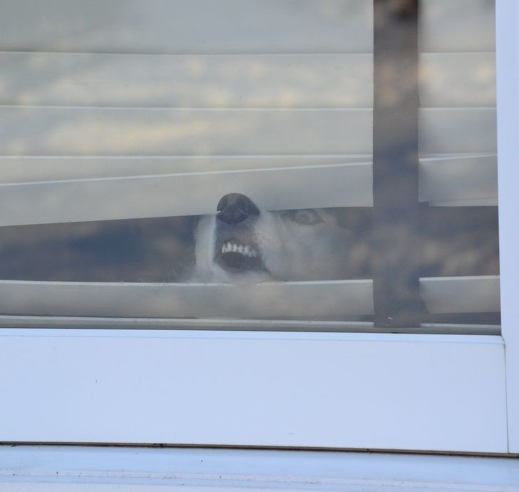 18 zdjęć udowadniających, że Husky to wielkie dziwactwa!