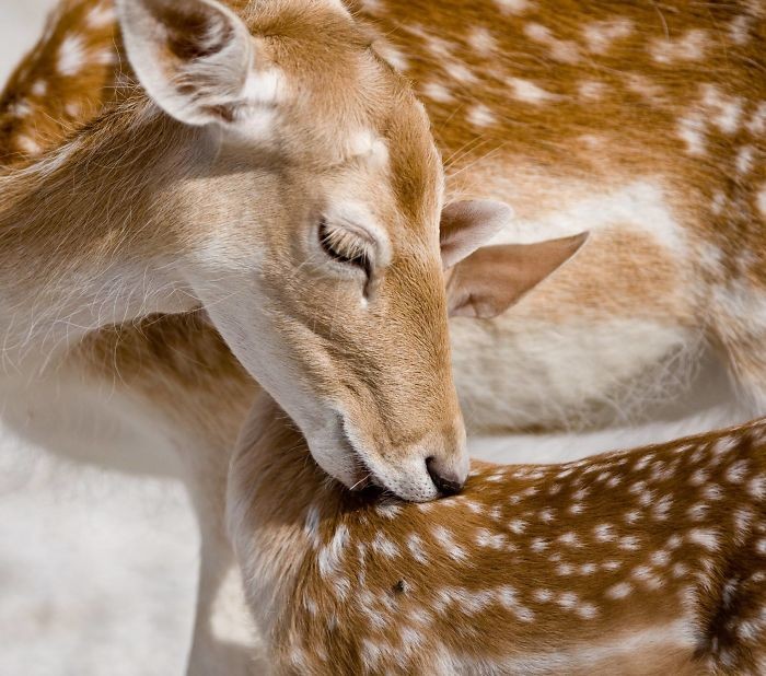 Oto 21 zdjęć zwierząt pokazujących więź pomiędzy matką a jej dziećmi!