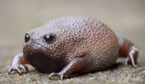 Oto żaba, która wydaje urocze piski i wygląda jak smutne awokado!