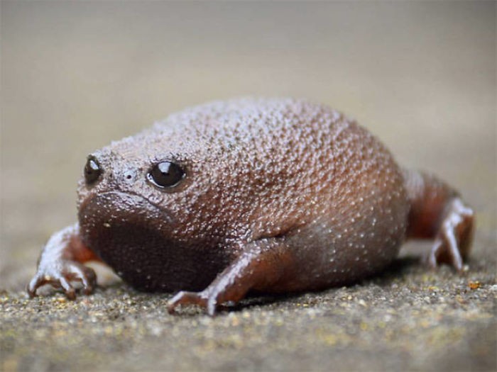 Oto żaba, która wydaje urocze piski i wygląda jak smutne awokado!