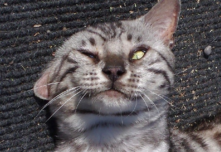 Oto 20 zabawnych zdjęć kotów, które znalazły kocimiętkę i się „popsuły”!